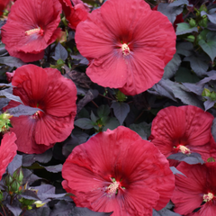 Summerific® Holy Grail Rose Mallow ~ Hibiscus x 'Holy Grail' G2