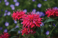 Sugar Buzz® Cherry Pops Bee Balm ~ Monarda didyma 19CM