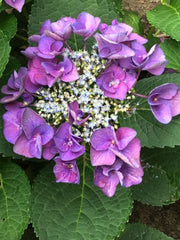 Grape Explosion Hydrangea ~ Hydrangea macrophylla 'Grape Explosion' G3