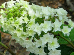 Gatsby Star® Oakleaf Hydrangea ~ Hydrangea quercifolia 'Doughill' G1