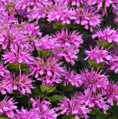 Sugar Buzz® Rockin Raspberry Bee Balm ~ Monarda didyma 19CM