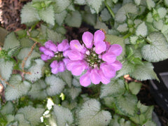 Purple Dragon Dead Nettle ~ Lamium maculatum 'Purple Dragon' 19CM