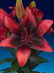 Lily Looks™ Tiny Shadow Lily ~ Lilium asiatic 'Tiny Shado' 19CM