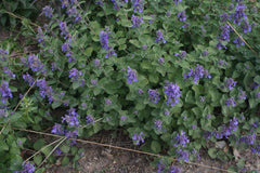 Early Bird Catmint ~ Nepeta x faassenii 'Early Bird' G1