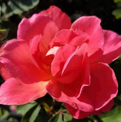 Miracle on the Hudson™ Coral Rose ~ ‘RIPfirst’ G3