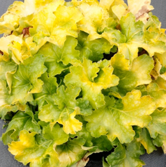 Lemon Supreme Coral Bells ~ Heuchera x 'Lemon Supreme' 19CM