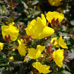 Fireworks Sundrops ~ Oenothera fruticosa 'Fyrverkeri' 19CM
