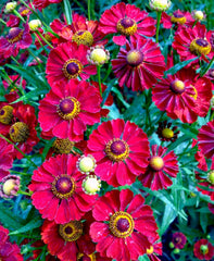 Mariachi™ Siesta Sneezeweed ~ Helenium 'Siesta'  G1