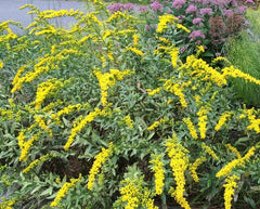 Fireworks Goldenrod ~ Solidago rugosa 19CM