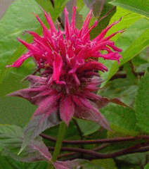 Raspberry Wine Bee Balm ~ Monarda didyma G1