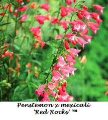 Foxglove Beardtongue ~ Penstemon digitalis G1
