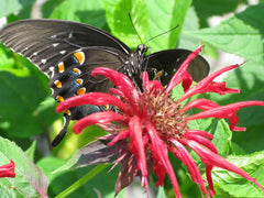 Jacob Cline Bee Balm ~ Monarda didyma G1