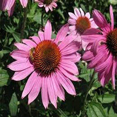 Prairie Splendor Coneflower ~ Echinacea purpurea 'Prairie Splendor' G1