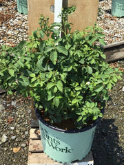 Whipped Cream™ Floribunda Rose ~ Rosa ‘Meitulaca’ G3