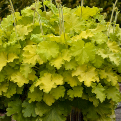Lemon Love Coral Bells ~ Heuchera x 'Lemon Love' 19CM