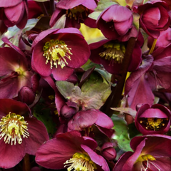 FrostKiss® Anna's Red Lenten Rose ~ Helleborus x 'ABCRD02' 19CM