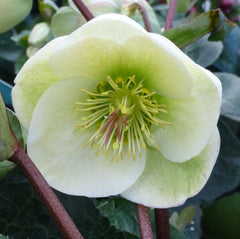 FrostKiss® Moondance Lenten Rose ~ Helleborus x iburgensis 'Moondance' 19CM
