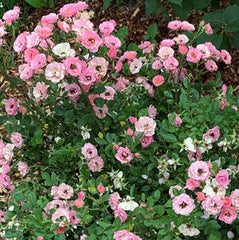 Oso Easy® Petit Pink Rose ~ Rosa x 'ZLEMarianneYoshida'  G3