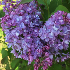 Scentara® Double Blue Lilac ~ Syringa x hyacinthiflora 'SMNSHBBL' G3