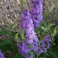 Buzz™ Sky Blue Butterfly Bush ~ Buddleja davidii 'TOBUD0615' G3