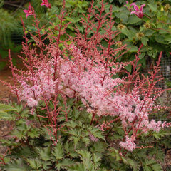 Delft Lace Astilbe ~ Astilbe x 'Delft Lace' 19CM