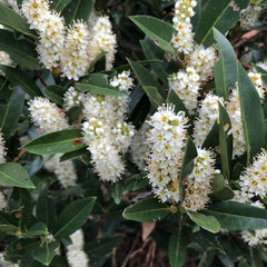 Zimmerman Cherry Laurel ~ Prunus laurocerasus 'Zimmerman' G3