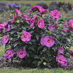 Summerific® Berry Awesome Rose Mallow ~ Hibiscus x G2