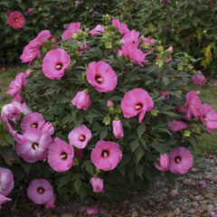 Summerific® Candy Crush Rose Mallow ~ Hibiscus x G2