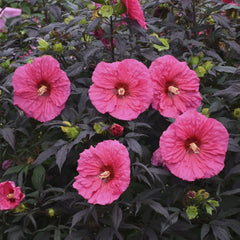 Summerific® Evening Rose Rose Mallow ~ Hibiscus x G2