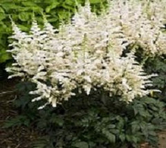 Vision in White Astilbe ~ Astilbe chinensis 'Vision in White' 19CM