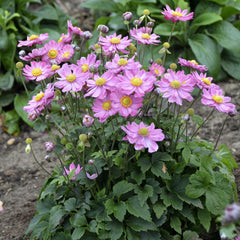 Curtain Call Pink Japanese Windflower ~ Anemone 'Curtain Call Pink' 19CM