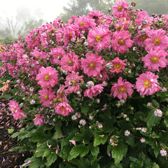 Fall in Love® 'Sweetly' Japanese Windflower ~ Anemone x 19CM PW