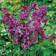 Pocahontas Canadian Lilac ~ Syringa x hyacinthiflora 'Pocahontas' G3