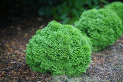 Tater Tot® Arborvitae ~ Thuja occidentalis 'SMNTOBAB' G2