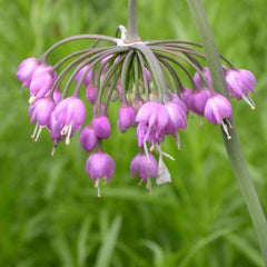 Nodding Ornamental Onion ~ Allium cernuum G1