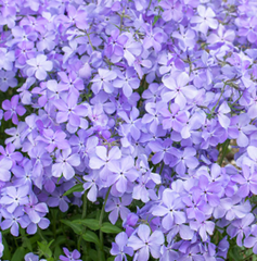 Blue Moon Woodland Phlox ~ Phlox divaricata 'Blue Moon' G1