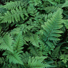 Easternwood Fern ~ Dryopteris marginalis 19CM