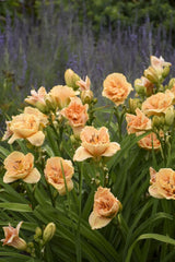 Rainbow Rhythm® Siloam Peony Display Daylily ~ Hemerocallis hybrid 19CM