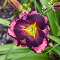 Rainbow Rhythm® Storm Shelter Daylily ~ Hemerocallis hybrid 19CM