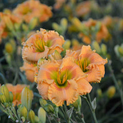 Rainbow Rhythm® 'Orange Smoothie' Daylily ~ Hemerocallis hybrid 19CM