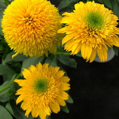 Cara Mia™ Yellow Coneflower ~ Echinacea 'Cara Mia Yellow' 17CM
