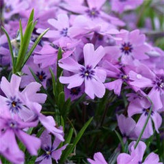 Purple Beauty Spring Phlox ~ Phlox subulata 19CM