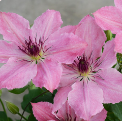 Sarah Elizabeth Clematis ~ Clematis x 'Evipo098' 19CM