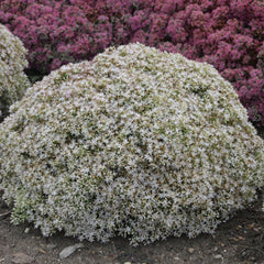 Rock 'N Round® Bundle of Joy Stonecrop ~ Sedum G1