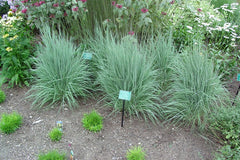 The Blues Little Bluestem ~ Schizachyrium scoparium 'The Blues' G2
