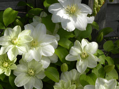 Guernsey Cream Clematis ~ Clematis 'Guernsey Cream' 19CM