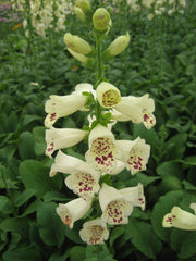 Camelot Creme Foxglove ~ Digitalis purpurea 'Camelot Creme' 19CM