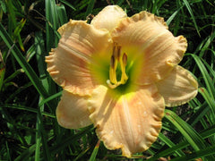 Elegant Candy Daylily ~ Hemerocallis 'Elegant Candy' 19CM