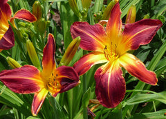 Rainbow Rhythm® 'Ruby Spider' Daylily ~ Hemerocallis hybrid 19CM