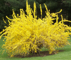 Spring Glory Forsythia ~ Forsythia x intermedia 'Spring Glory' G3